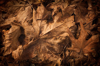 teXture - Dead Leaves - image #311913 gratis