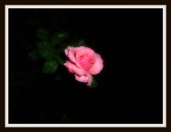 Rose delight - image gratuit #318793 