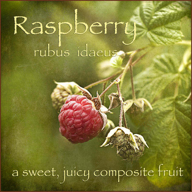 the raspberry - image #322243 gratis