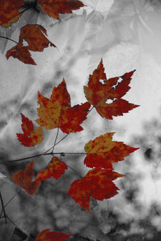Autumn texture - image gratuit #322453 