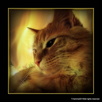 Cats never strike a pose that isn't photogenic. :) - image gratuit #322963 