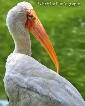 Painted Stork (DSC_0092) - image #323013 gratis
