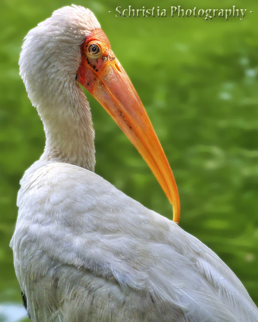 Painted Stork (DSC_0092) - image gratuit #323013 