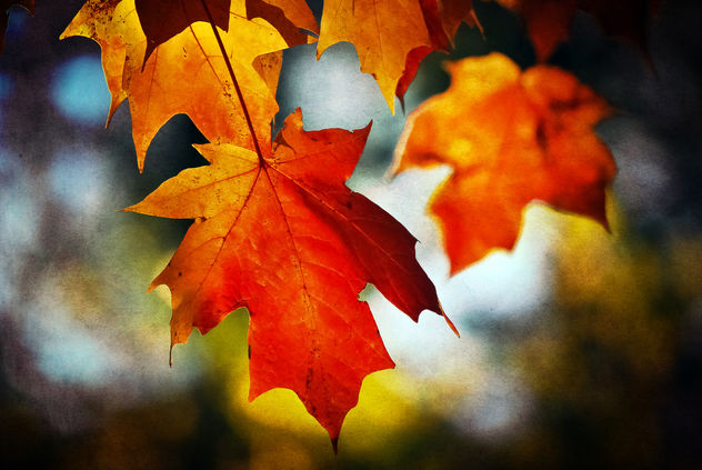 Autumnal Remembrance - image #323243 gratis