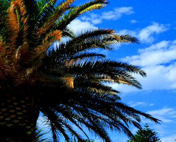 Loving the Blue Sky Christies Beach SA #Adelaide #leshainesimages - Free image #324133