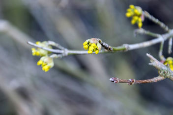 Spring is coming! Cornus mas - Gele Kornoelje - image #324573 gratis