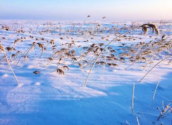 Field covered with snow - бесплатный image #326503