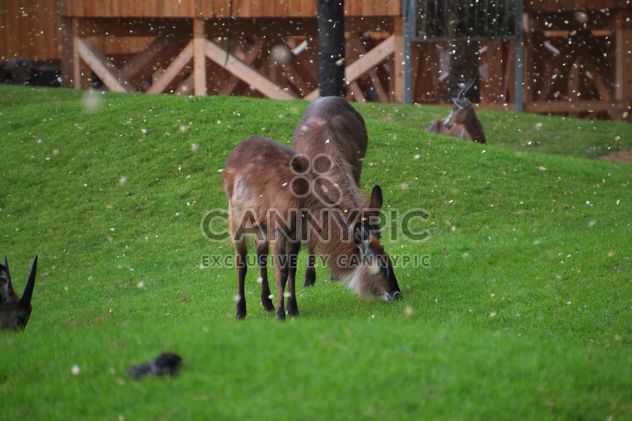 deer grazing on the grass - image #328093 gratis