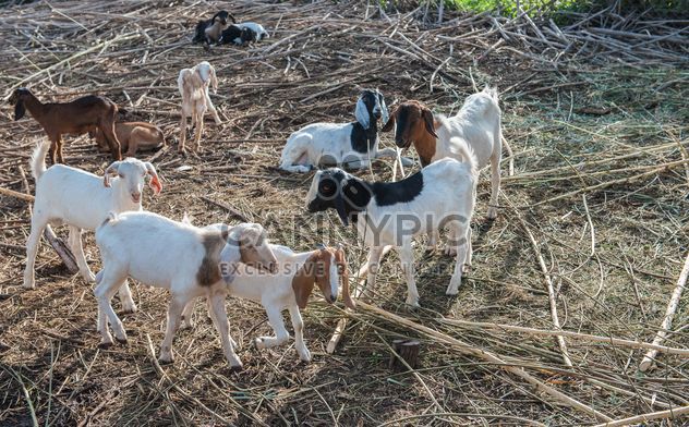 goats on a farm - image #328113 gratis
