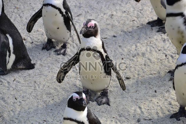 Group of penguins - Free image #328453