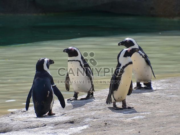 Group of penguins - Free image #328473