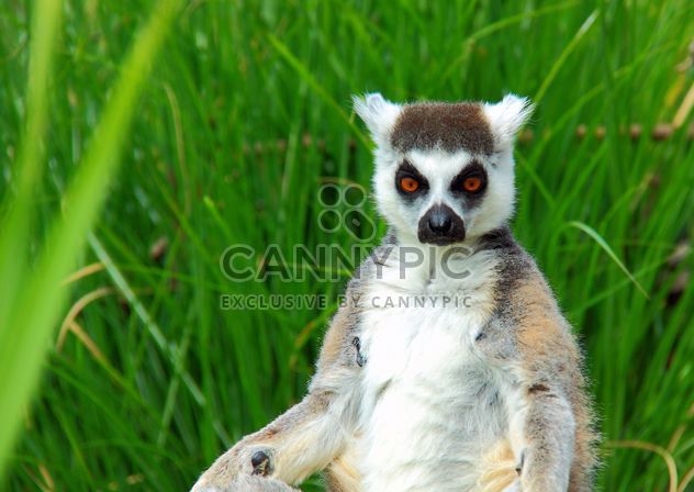 Lemures in park - image #328523 gratis
