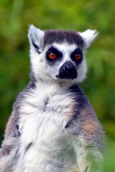 Lemures in park - Kostenloses image #328553