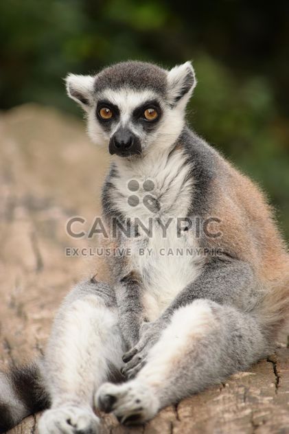 Lemur close up - image gratuit #328593 