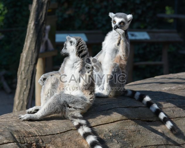 Lemurs close up - Free image #328613