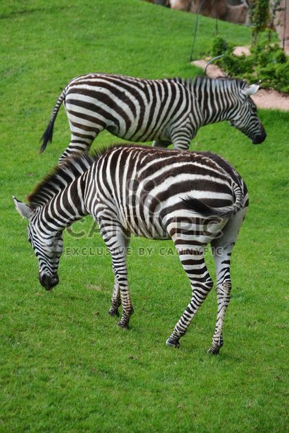 zebras on park lawn - image gratuit #329023 