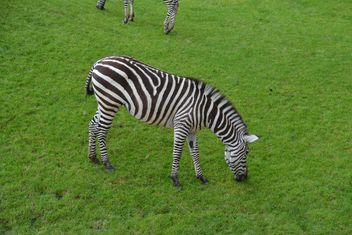 zebras on park lawn - бесплатный image #329033