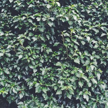 Green bush as background - image #329113 gratis
