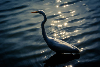 Little Egret - image gratuit #329633 