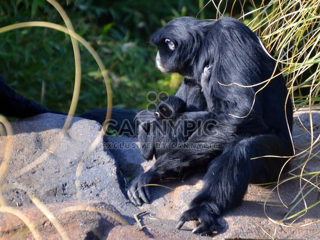 Siamang gibbon female with a cub - image gratuit #330253 