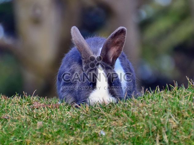rabbits on a grass in a park - Kostenloses image #330283