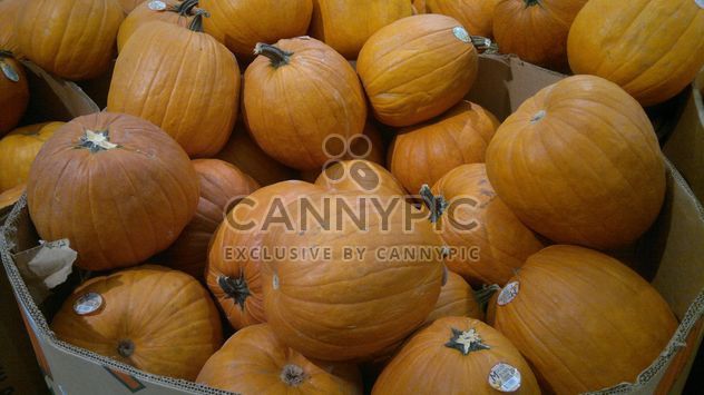 Pile of Pumpkins - Free image #330443