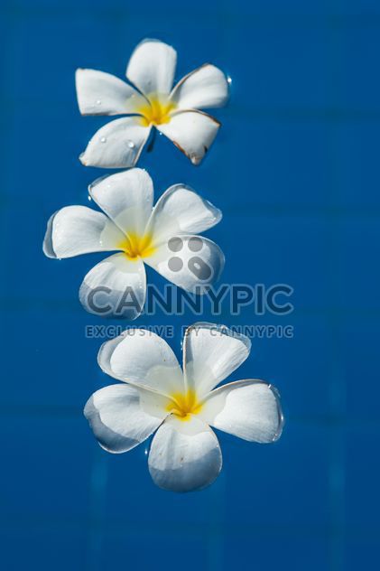 Close up of Plumeria on water - image #330873 gratis