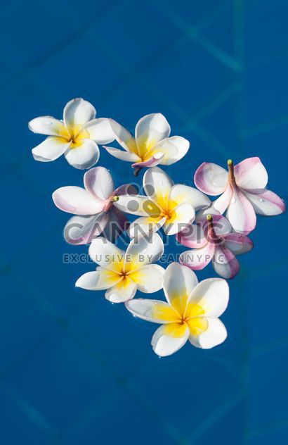 Close up of Plumeria on water - Free image #330883