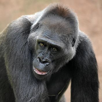 Gorilla portrait in park - image #333173 gratis