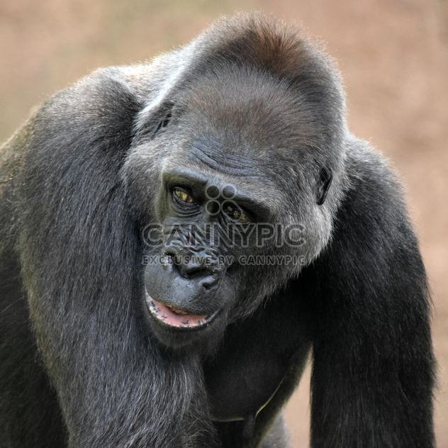 Gorilla portrait in park - Free image #333173
