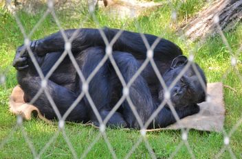 Gorilla rests in park - image #333253 gratis