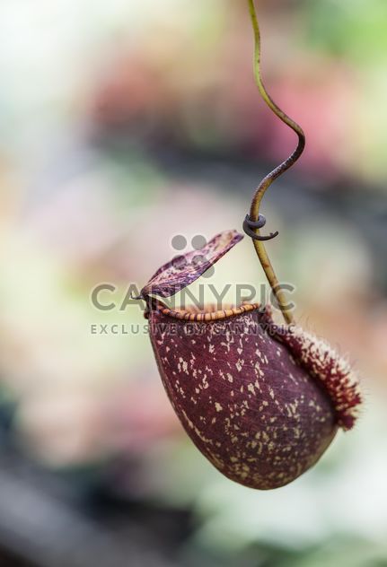 Nepenthes ampullaria, a carnivorous plant - image gratuit #333273 