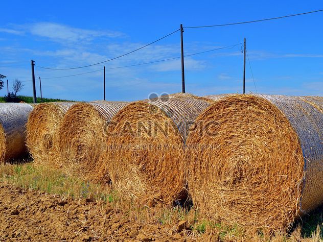 Haystacks, rolled into a cylinders - image gratuit #334733 