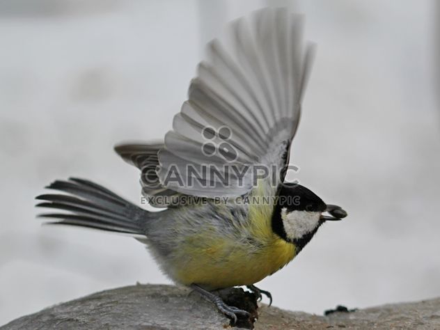 Titmouse with spread wings - image gratuit #335023 
