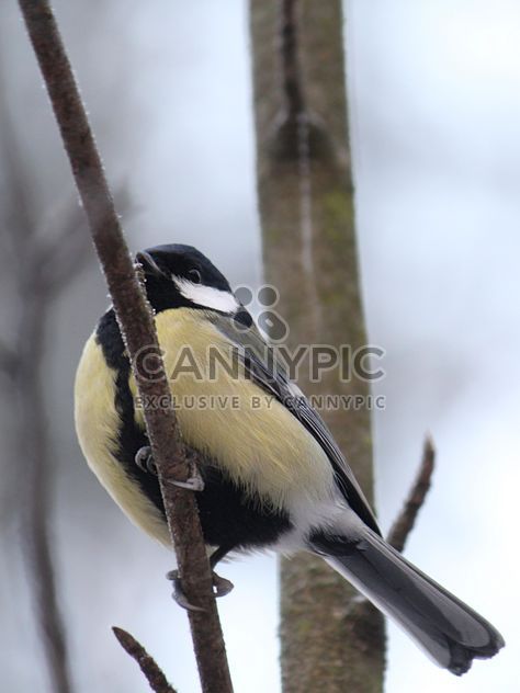 Titmouse sits having ruffled up on a branch of a tree - image gratuit #335033 