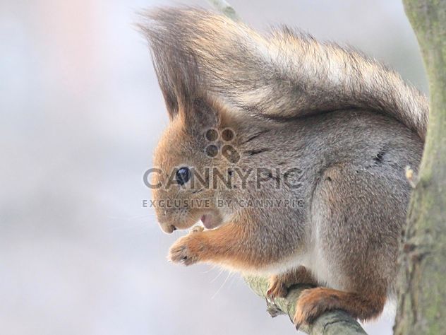 Squirrel eating nut - image #335043 gratis