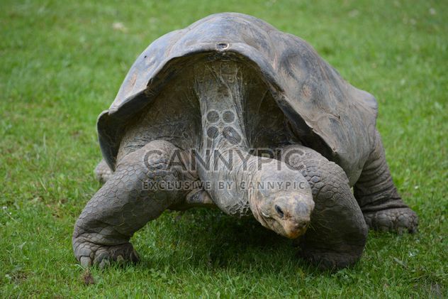 One Tortoise on green grass - image #335083 gratis