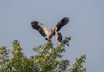 Couple of storks on tree - Kostenloses image #337473