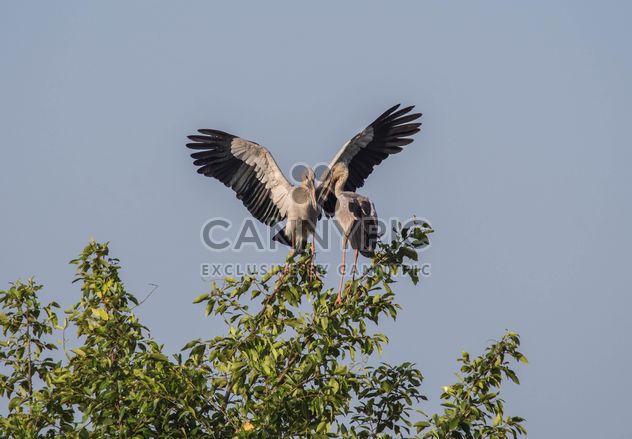 Couple of storks on tree - бесплатный image #337473
