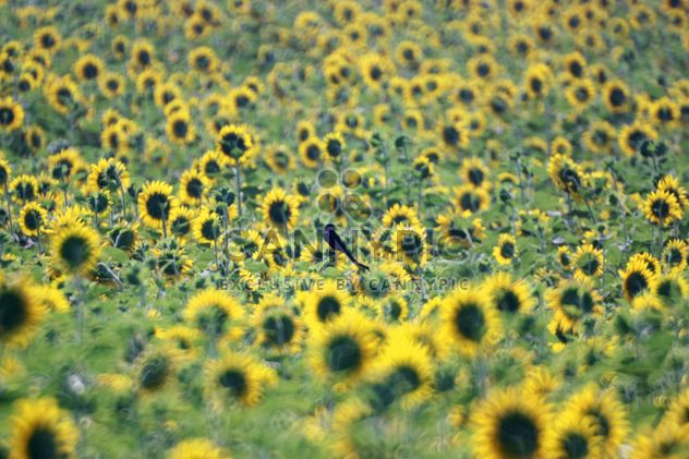 Bird in sunflower field - image #337483 gratis