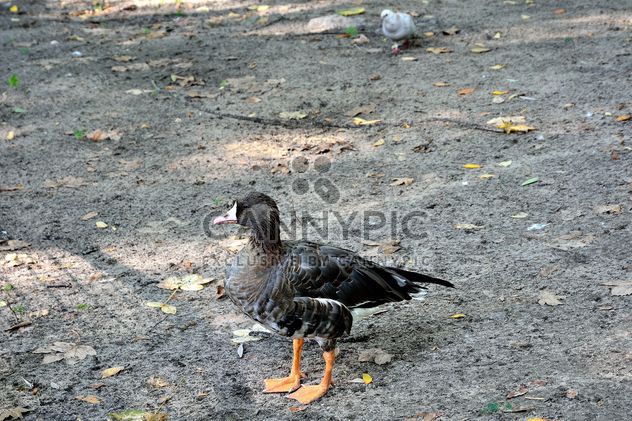 Grey duck on ground - image #337533 gratis