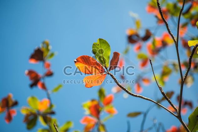 Colorful leaves on tree branches - image #338603 gratis