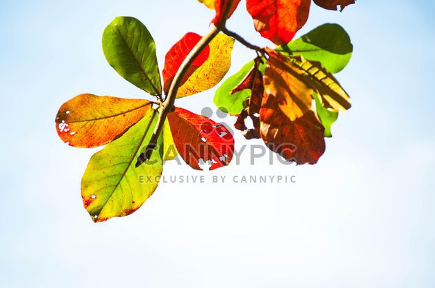 Colorful leaves on tree branch - Free image #338613