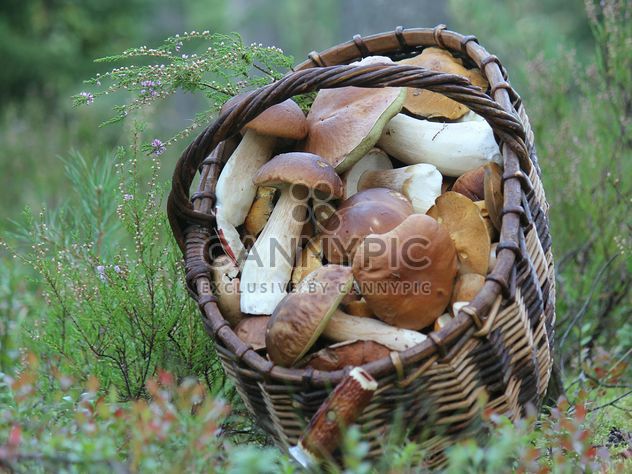 Basket of white mushrooms - image gratuit #339173 