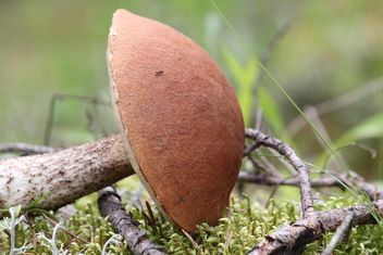 Closeup of mushroom in forest - Free image #339183