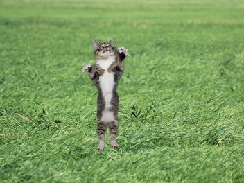 Grey kitten on green grass - image gratuit #339193 