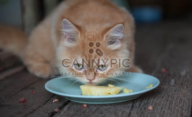 Cat eating pineapple - Kostenloses image #339203