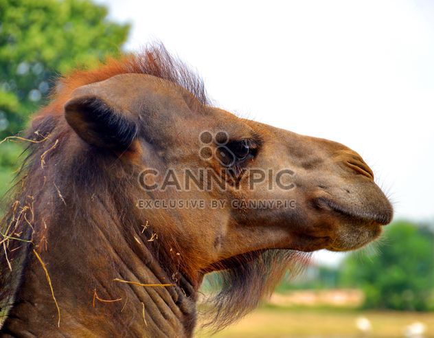 Closeup portrait of camel - image gratuit #341293 