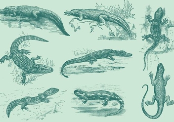Lizards And Gators - Free vector #341893