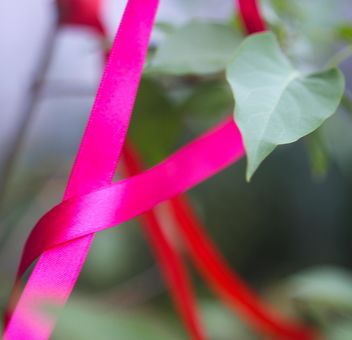 Pink ribbon on a plant - image gratuit #342093 